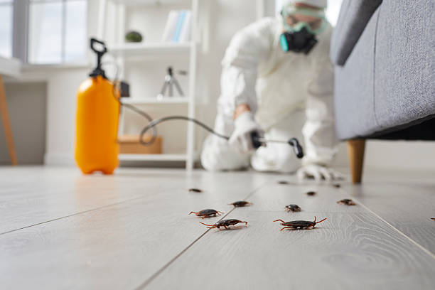 Commercial Kitchen Cockroach Control in Waimanalo Beach